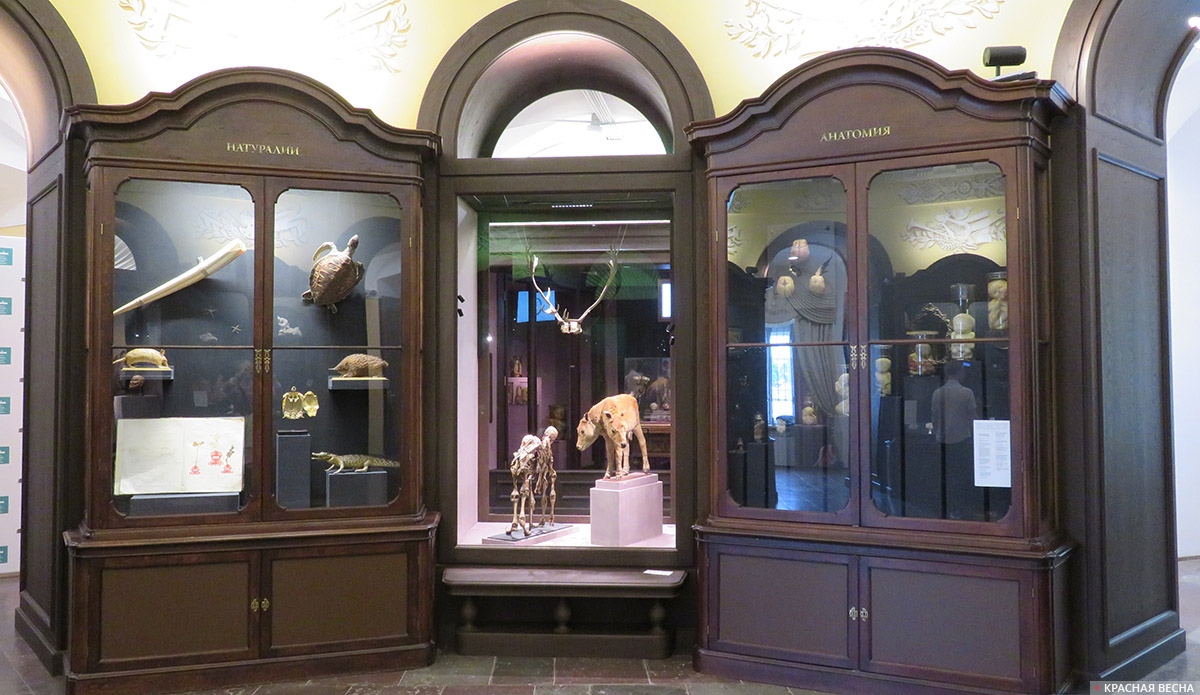 Шкафы с коллекциями «Натуралии» и «Анатомия» в Башне знаний