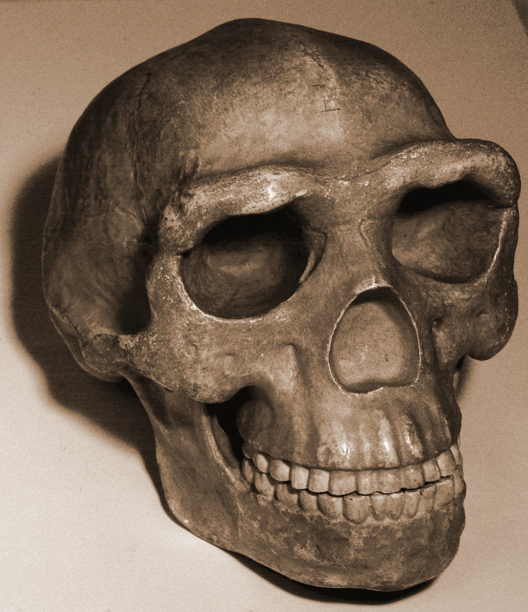 Реконструкция черепа синантроп (лат. Homo erectus pekinensis), подвида человека прямоходящего