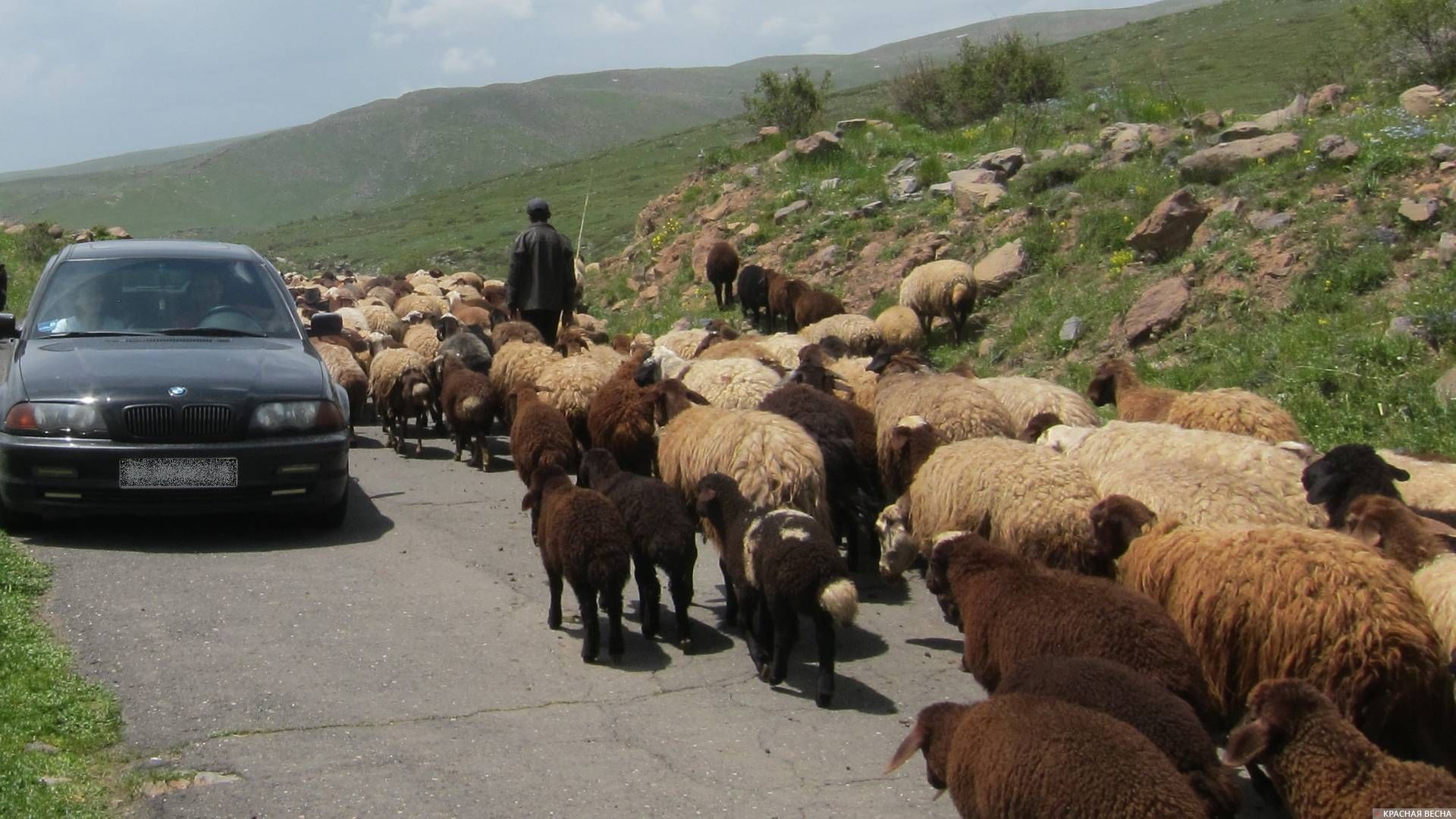 Отара овец на дороге