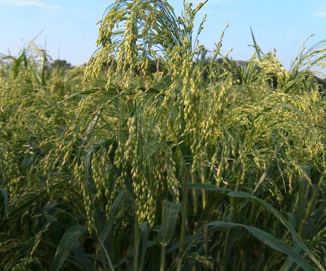 Ученые определили маршрут распространения зерна из Восточной Азии в Европу