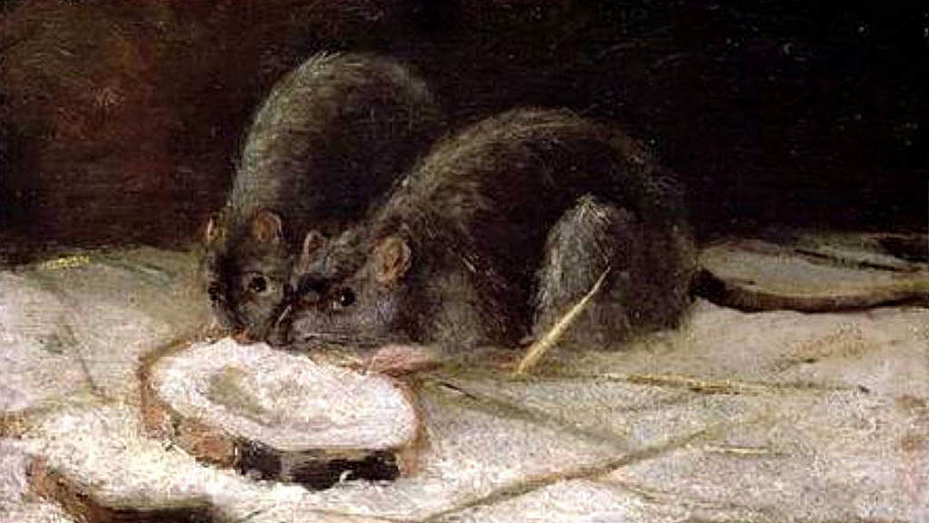 Винсент Ван Гог. Две крысы. 1884