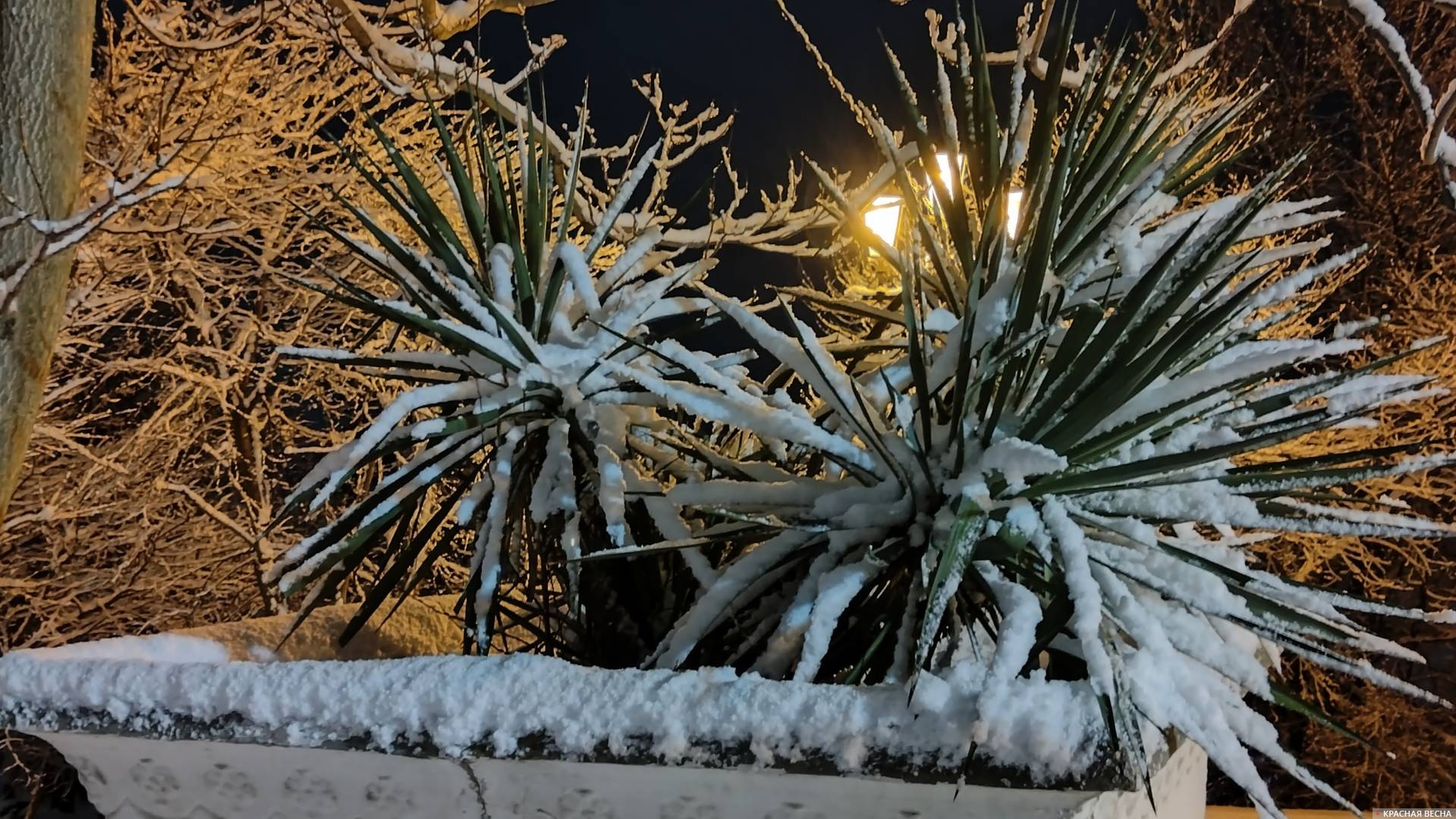 Пальмы в снегу. Севастополь 