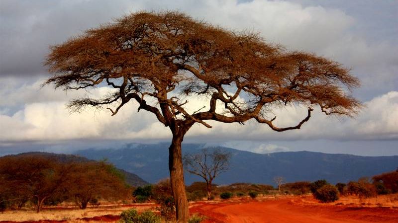 Дерево в Кении