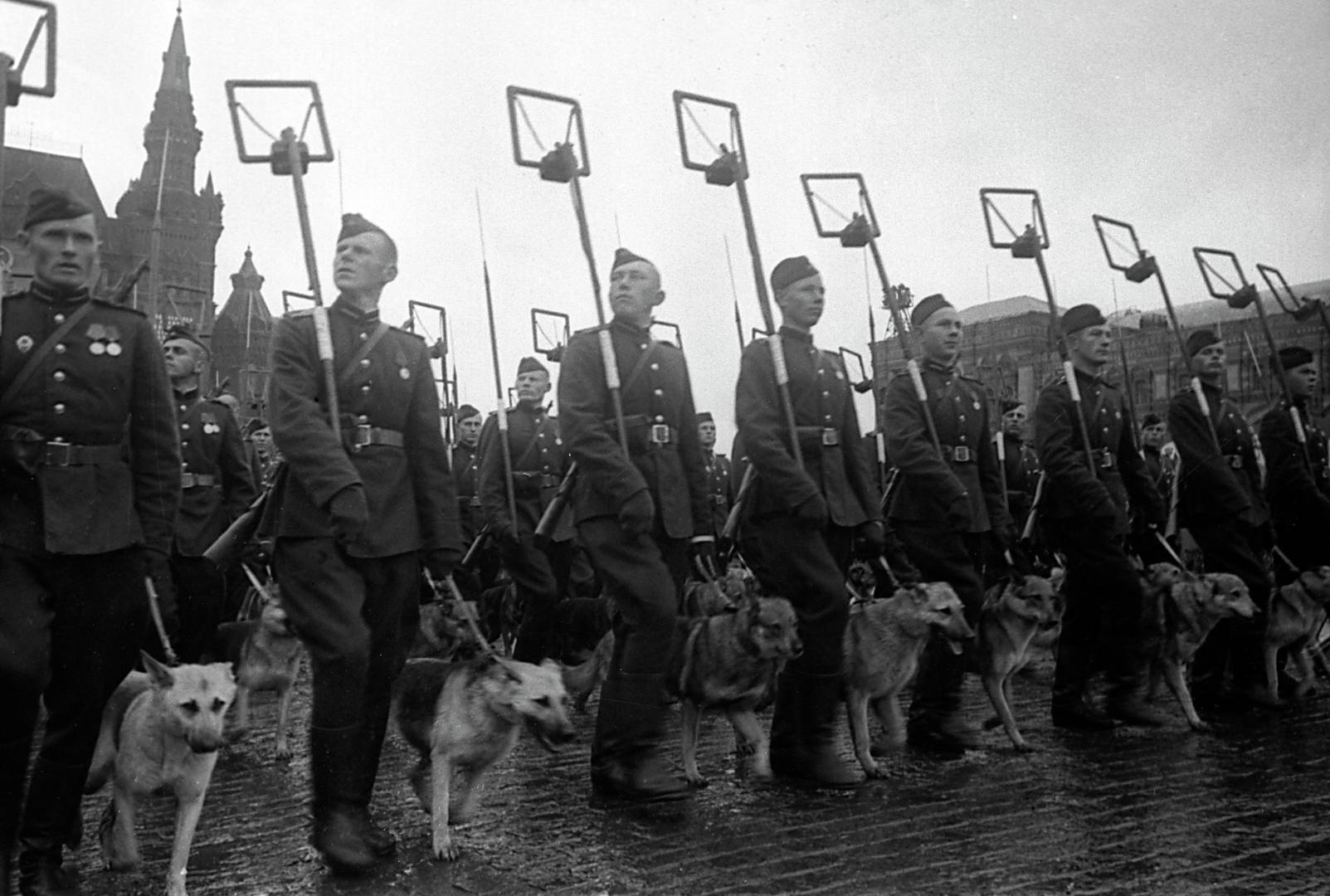 Парад Победы 24 июня 1945 года. Саперы с собаками минно-розыскной службы проходят по Красной площади
