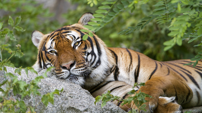 Малайский тигр 