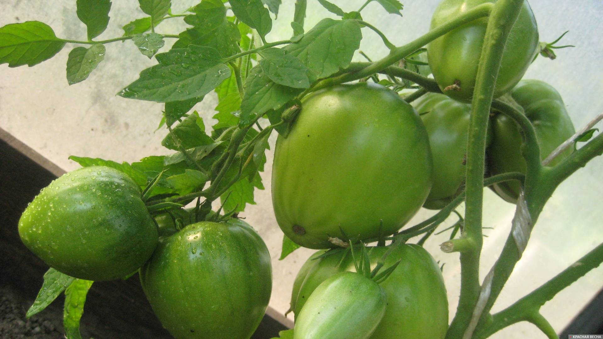 Зеленые помидоры в теплице