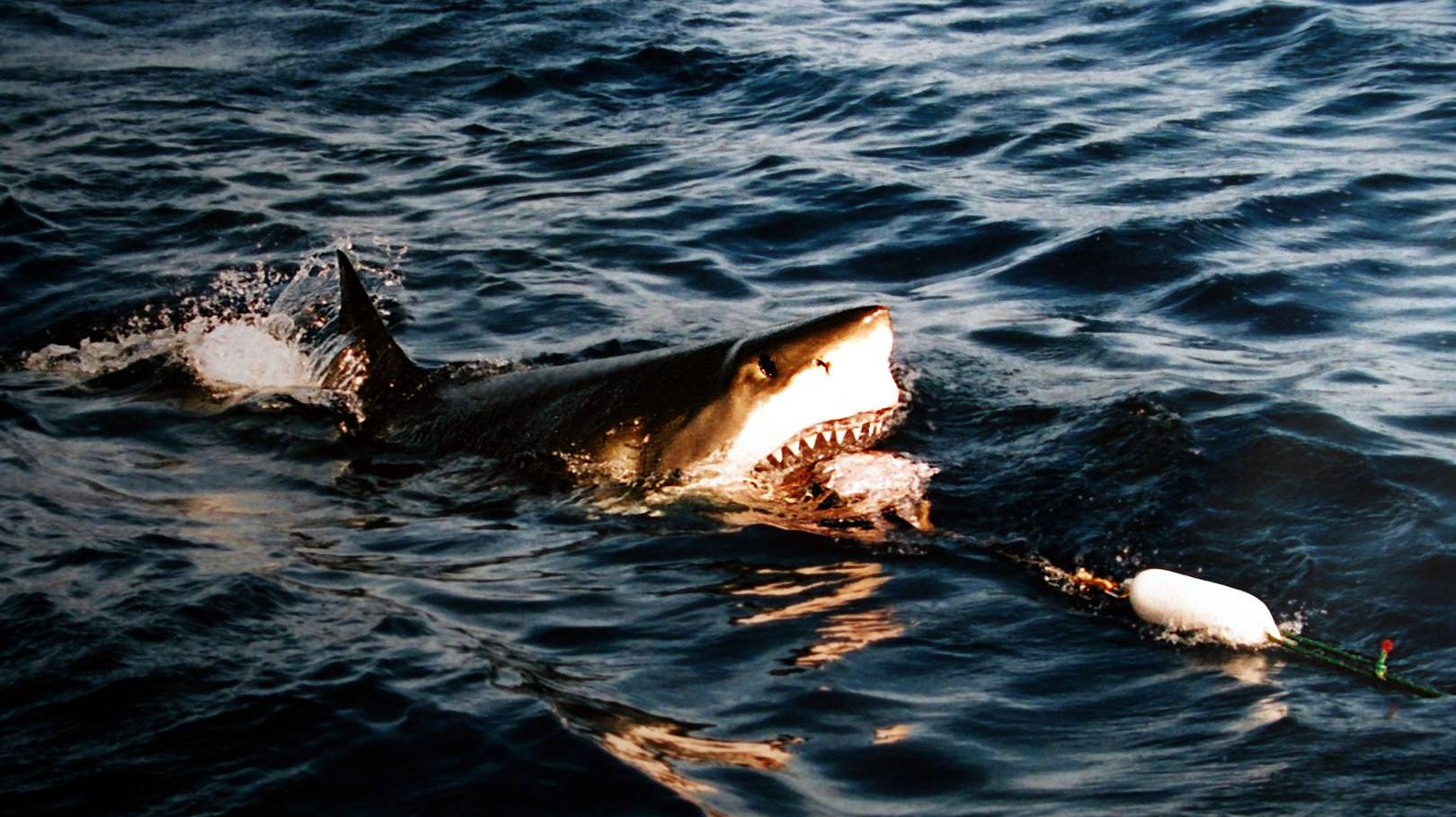 Белая акула приподняла голову над поверхностью воды