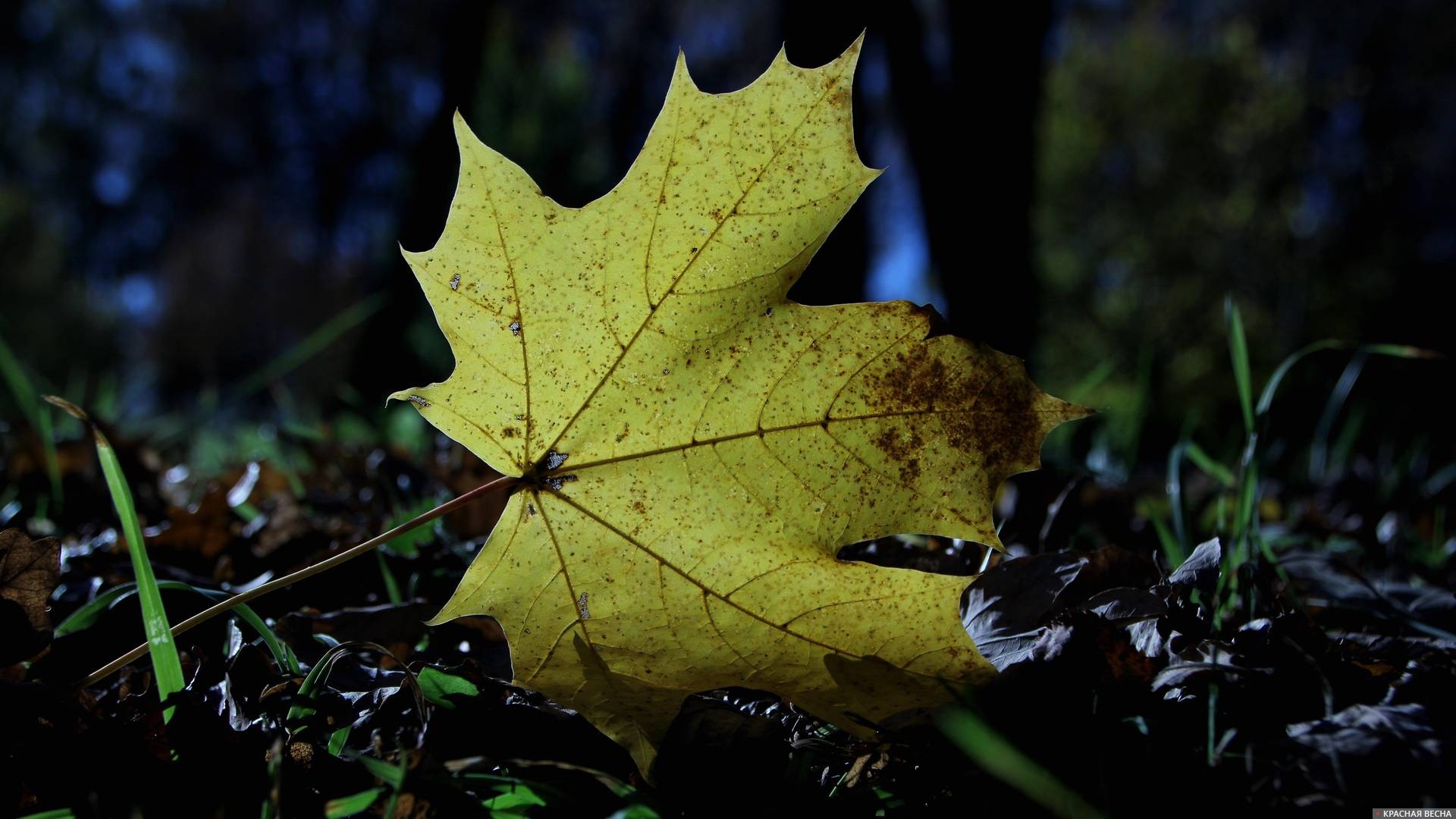 Кленовый лист — символ Канады