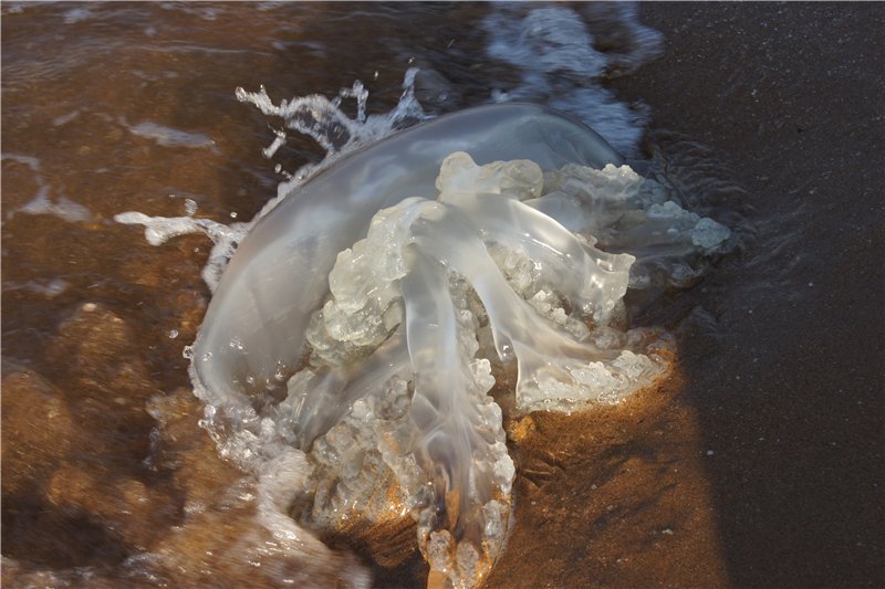 Вода в азовском море в июле