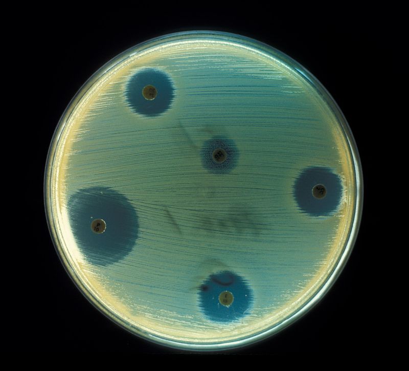 Тест на чувствительность бактерий к разным антибиотикам