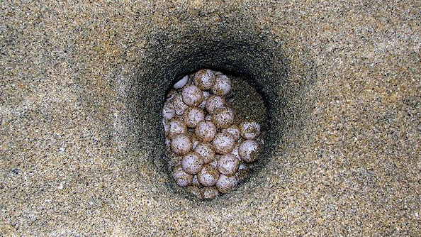 Яйца логгерхеда (головастой морской черепахи) в гнезде