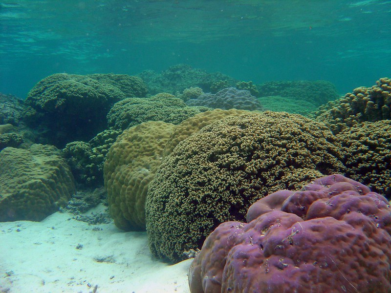 Коралловый риф 