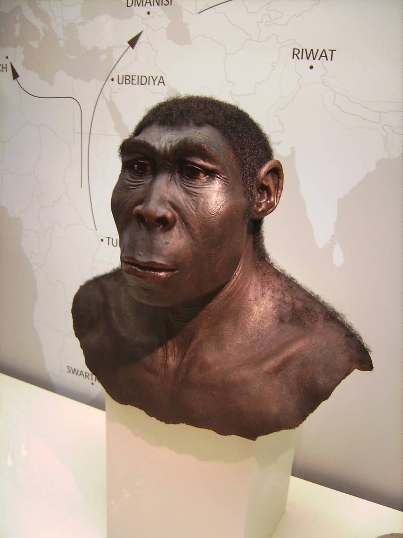 Научная реконструкция Homo erectus. Археологический музей Вестфалии-Липпе
