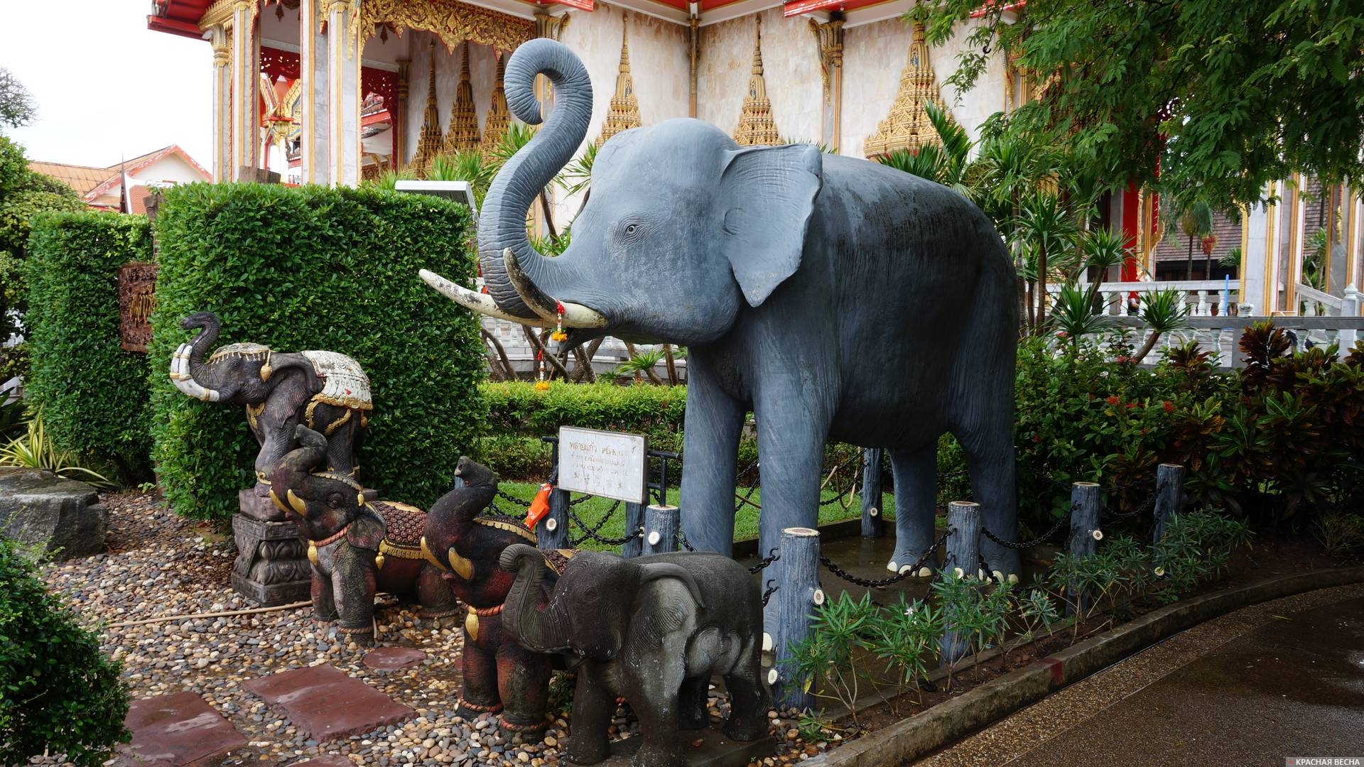 Слон в Таиланде