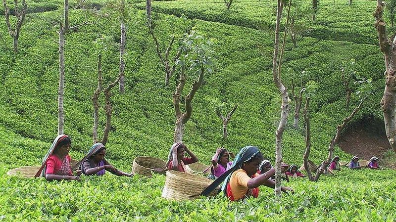 Чайные плантации. Индия