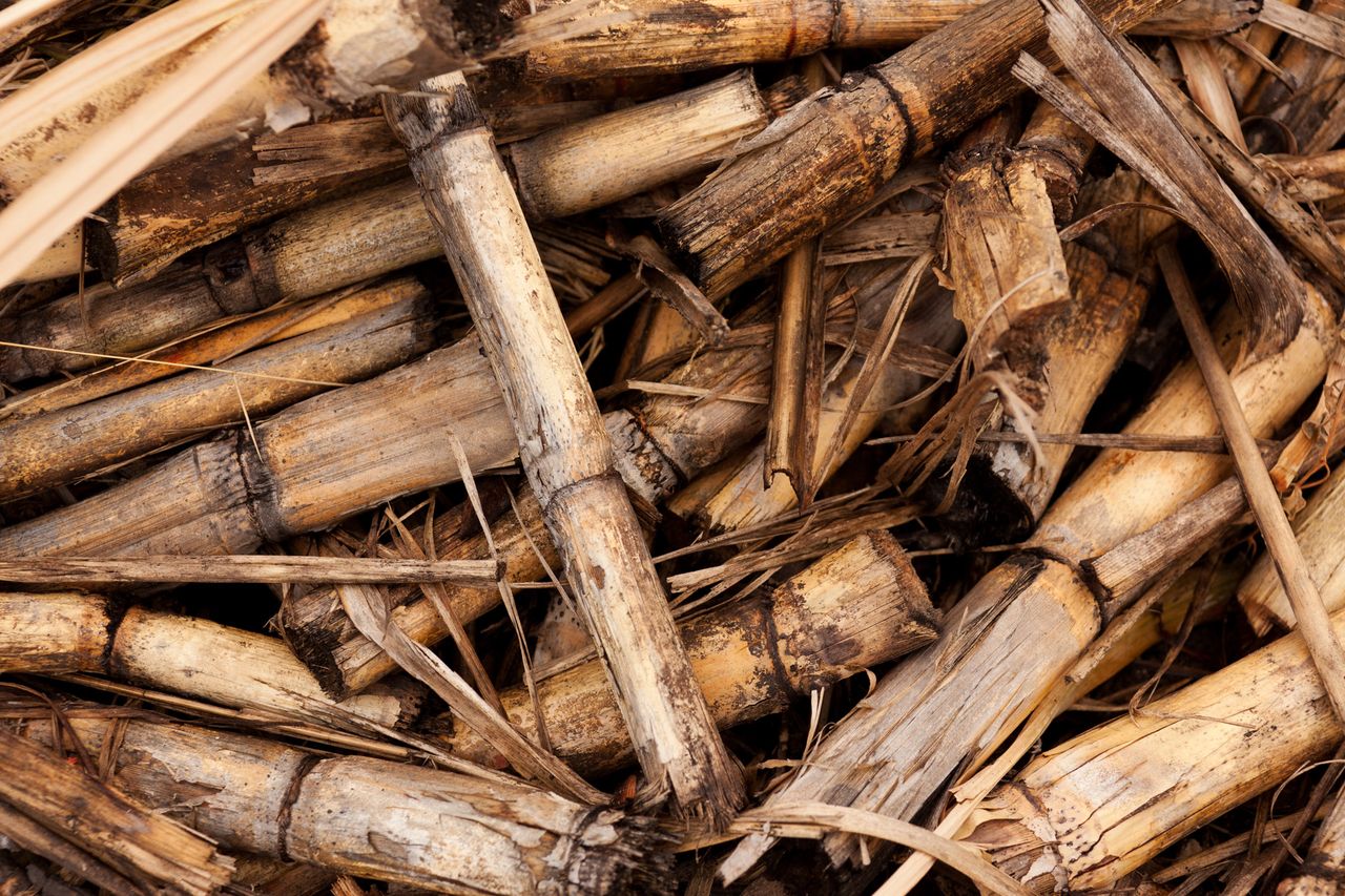 Отходы сахарного тростника