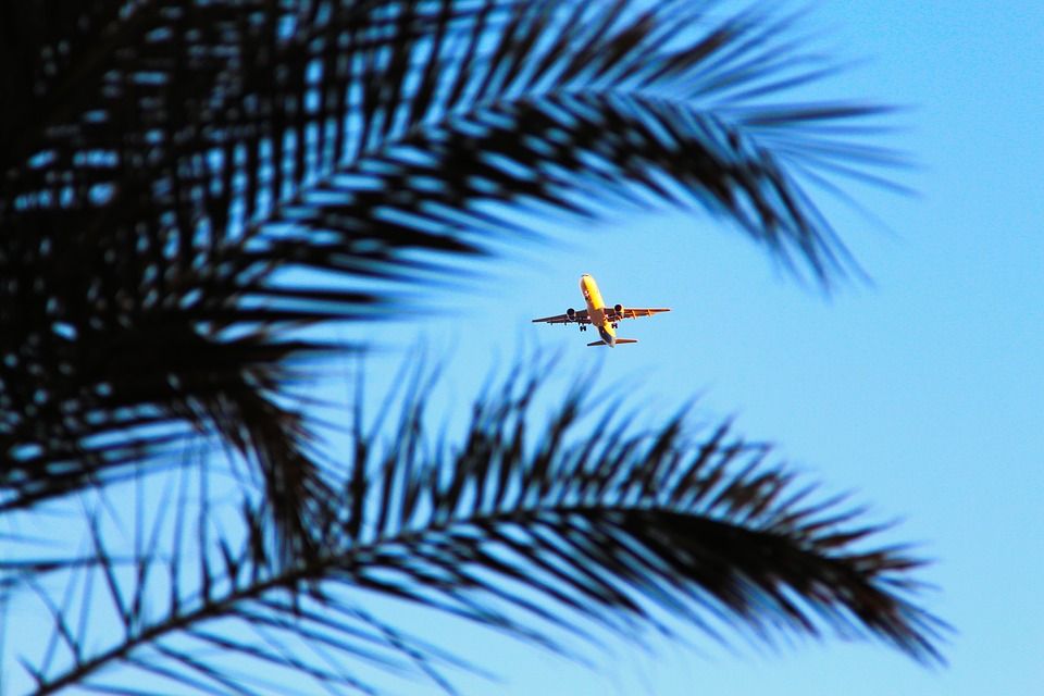 Самолет, Египет, пальма