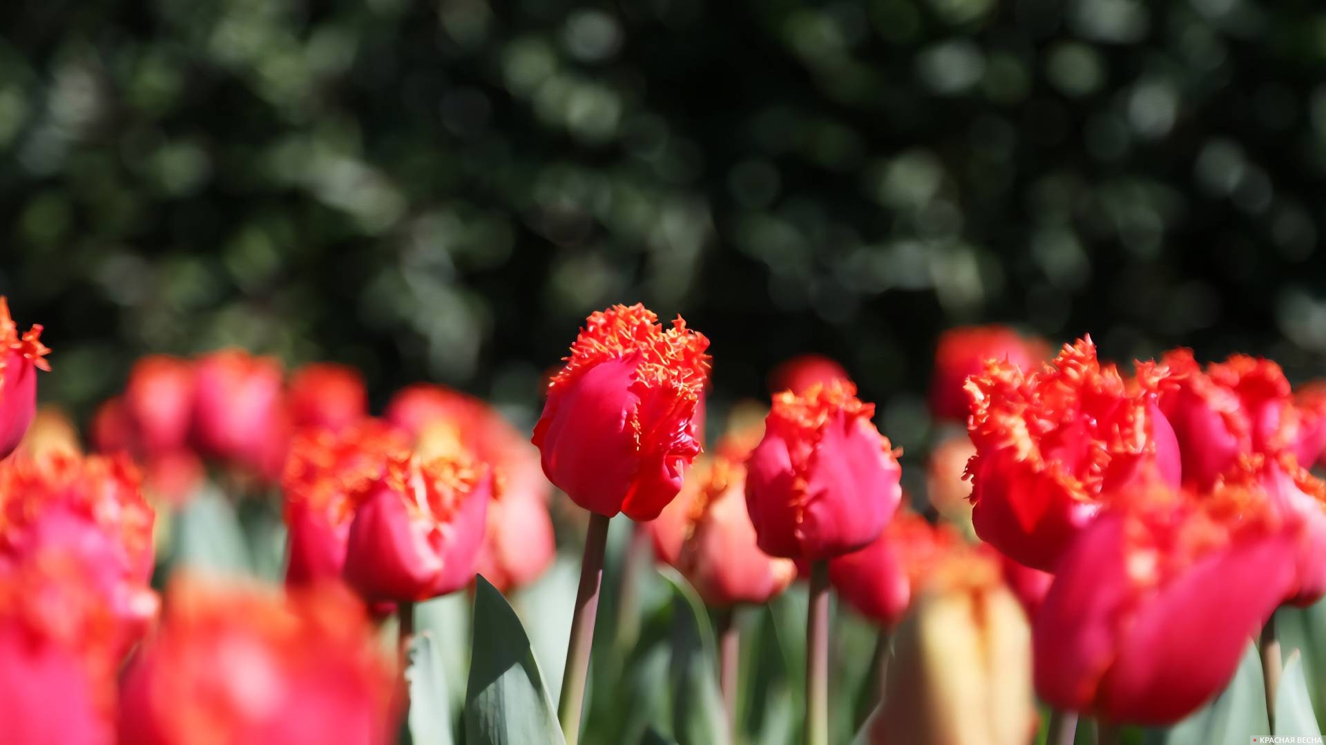Тюльпаны в Севастополе 