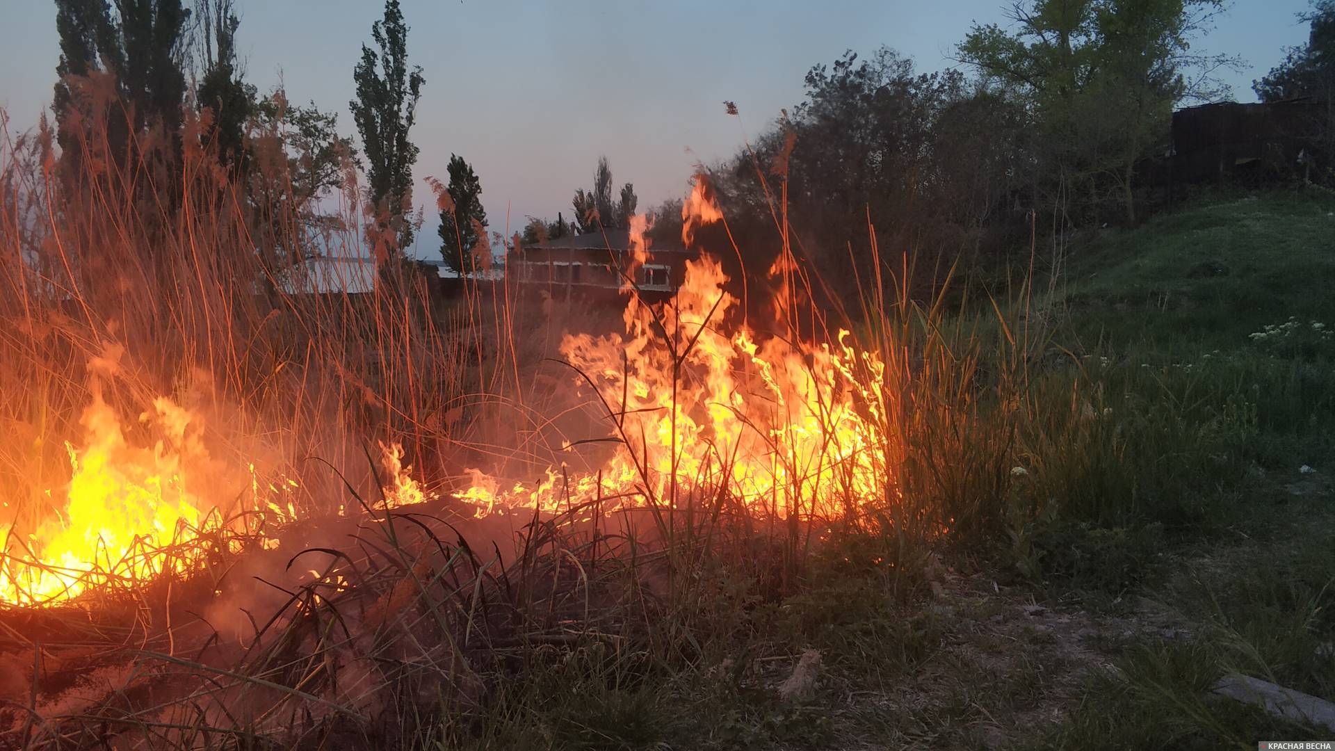 Жительница Ростовской области устроила крупный природный пожар