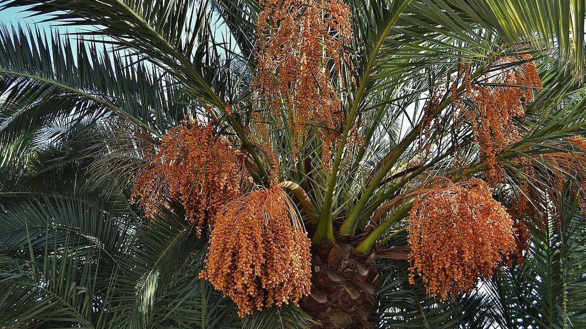 Зреющие плоды финиковой пальмы