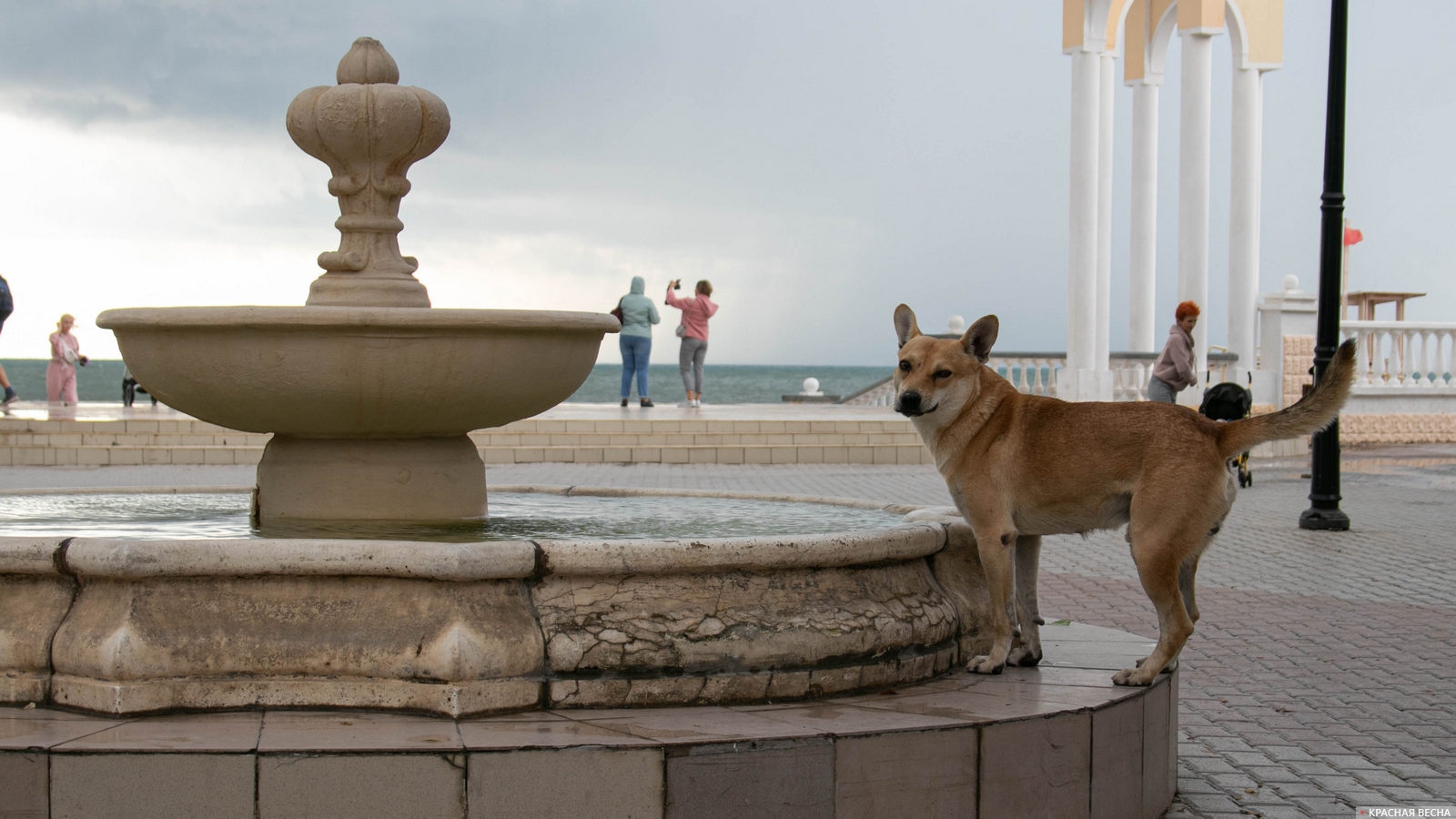 Бродячая собака у фонтана