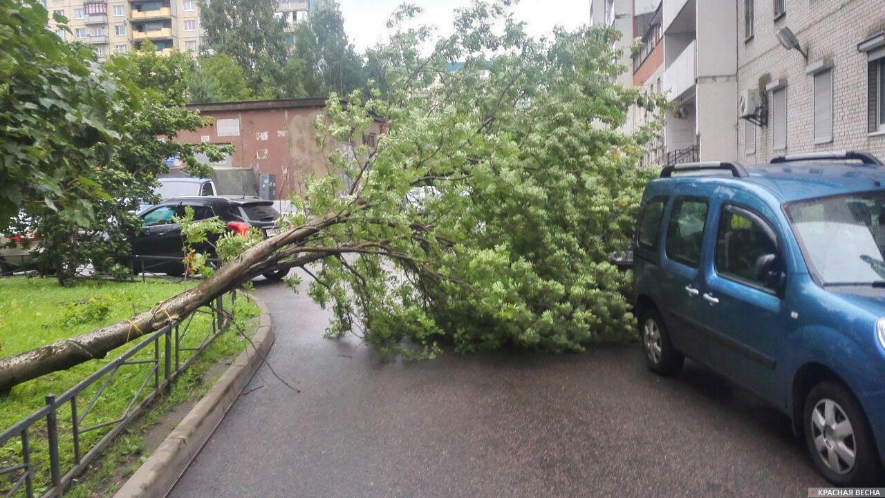 Хрюшка запрыгнула на поваленное дерево пробежала по столу и замерла