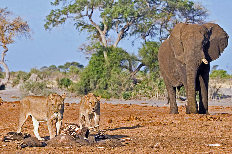 Африканский слон и львы