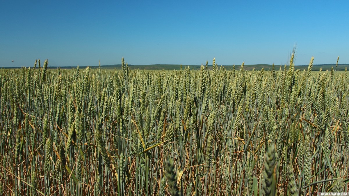 Пшеница. Пшеничное поле