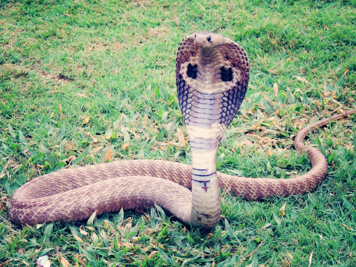 Королевская кобра раскрыла капюшон