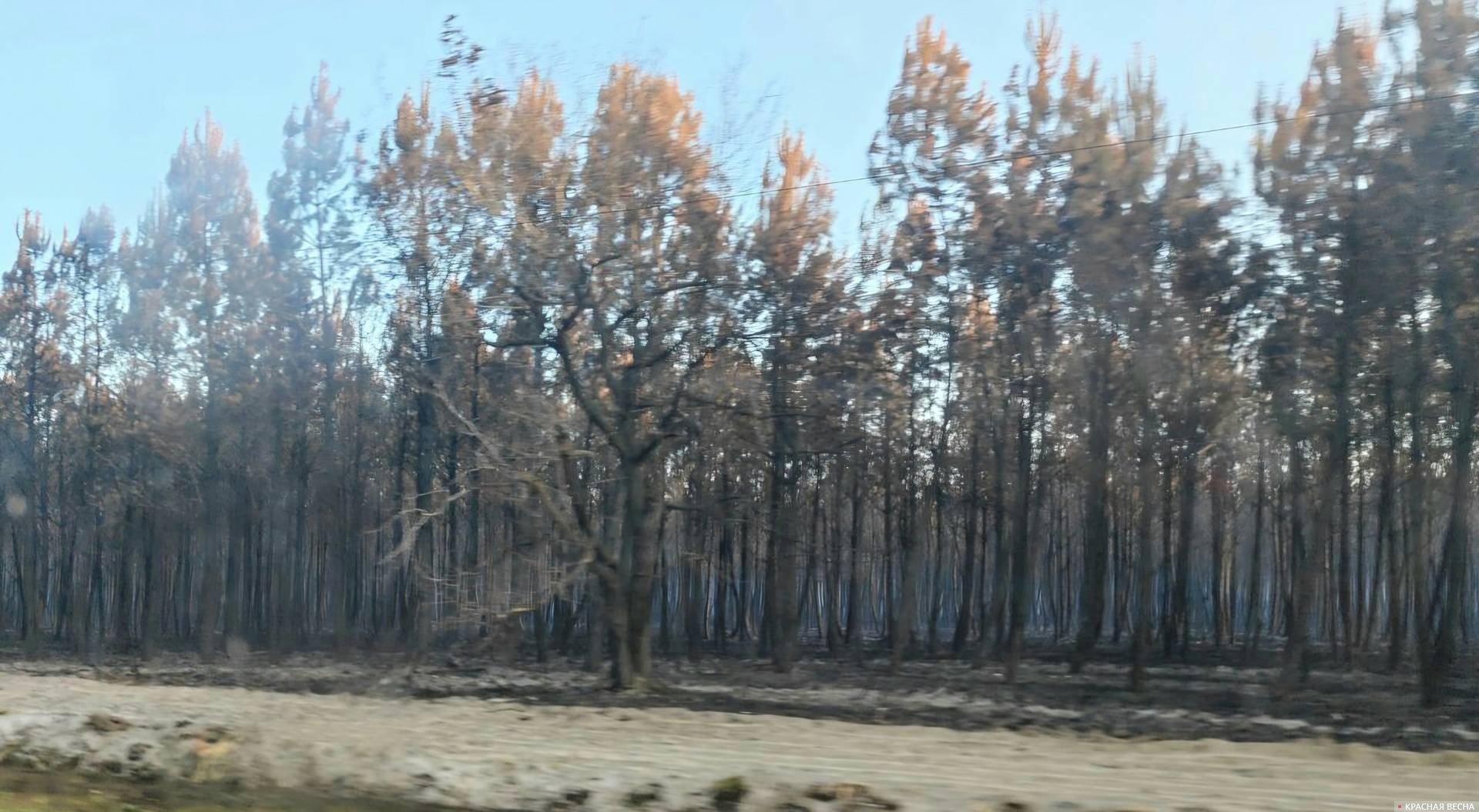 Лесной пожар. Франция