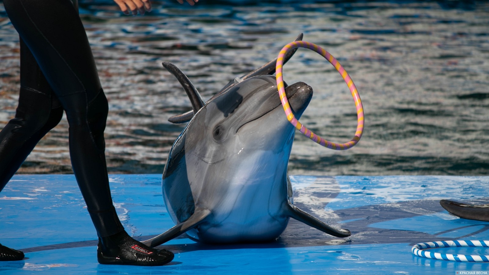Дельфин в дельфинарии. Севастополь, Крым