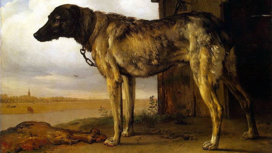 Паулюс Поттер Цепная собака. XVI век