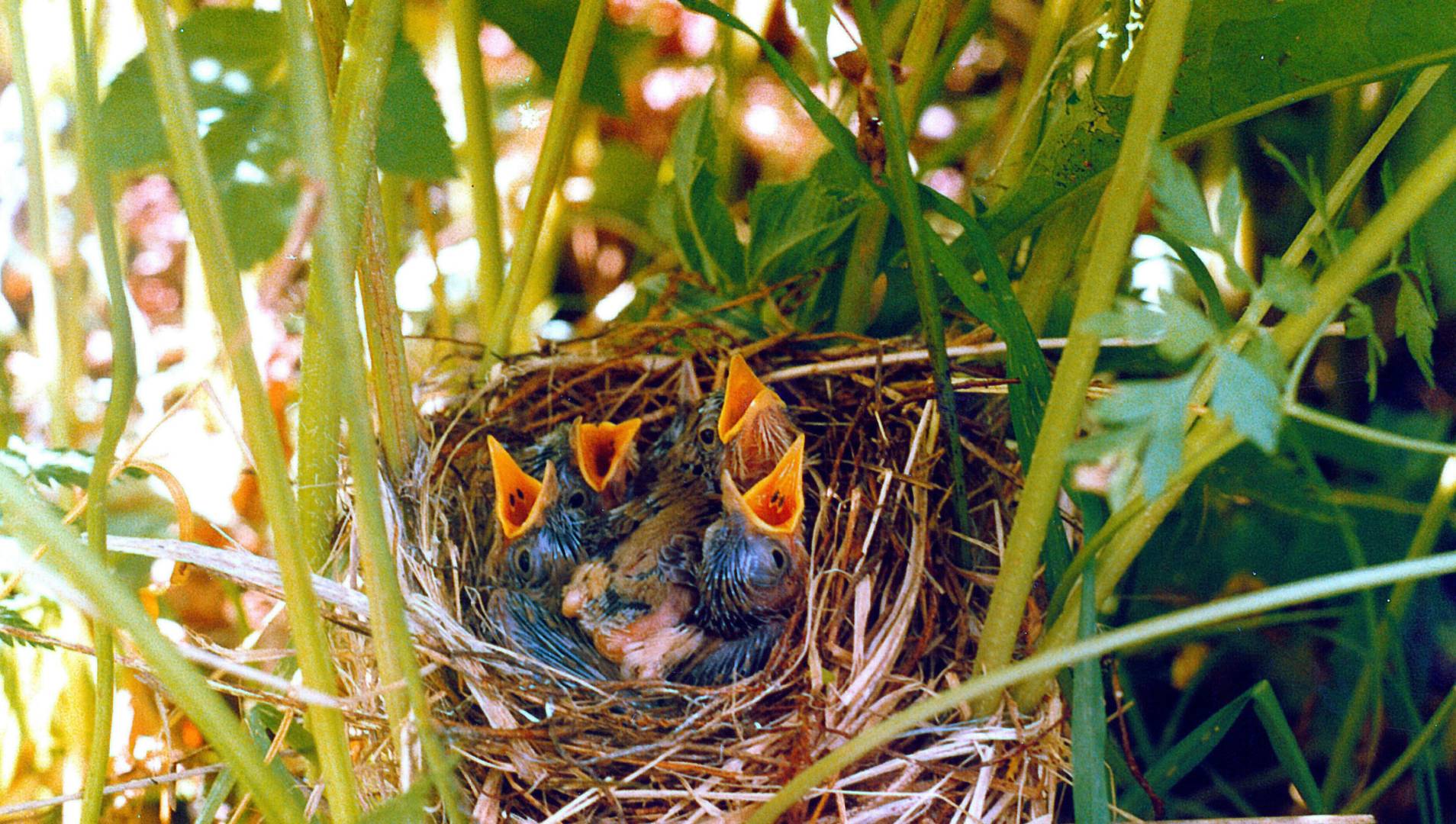 Птица живет в гнезде. Гнездо жаворонка. Гнездо жаворонка птицы. Птенцы степного жаворонка. Жаворонки в гнезде с птенцами.