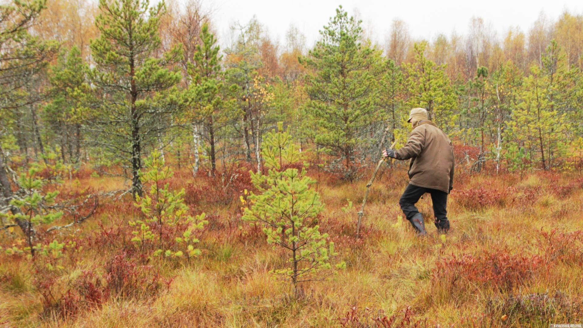 Путь по болоту