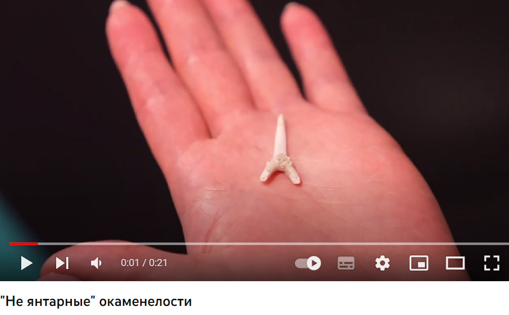 Зуб древней ламноидной акулы, найденный в Приморском карьере в процессе добычи янтаря