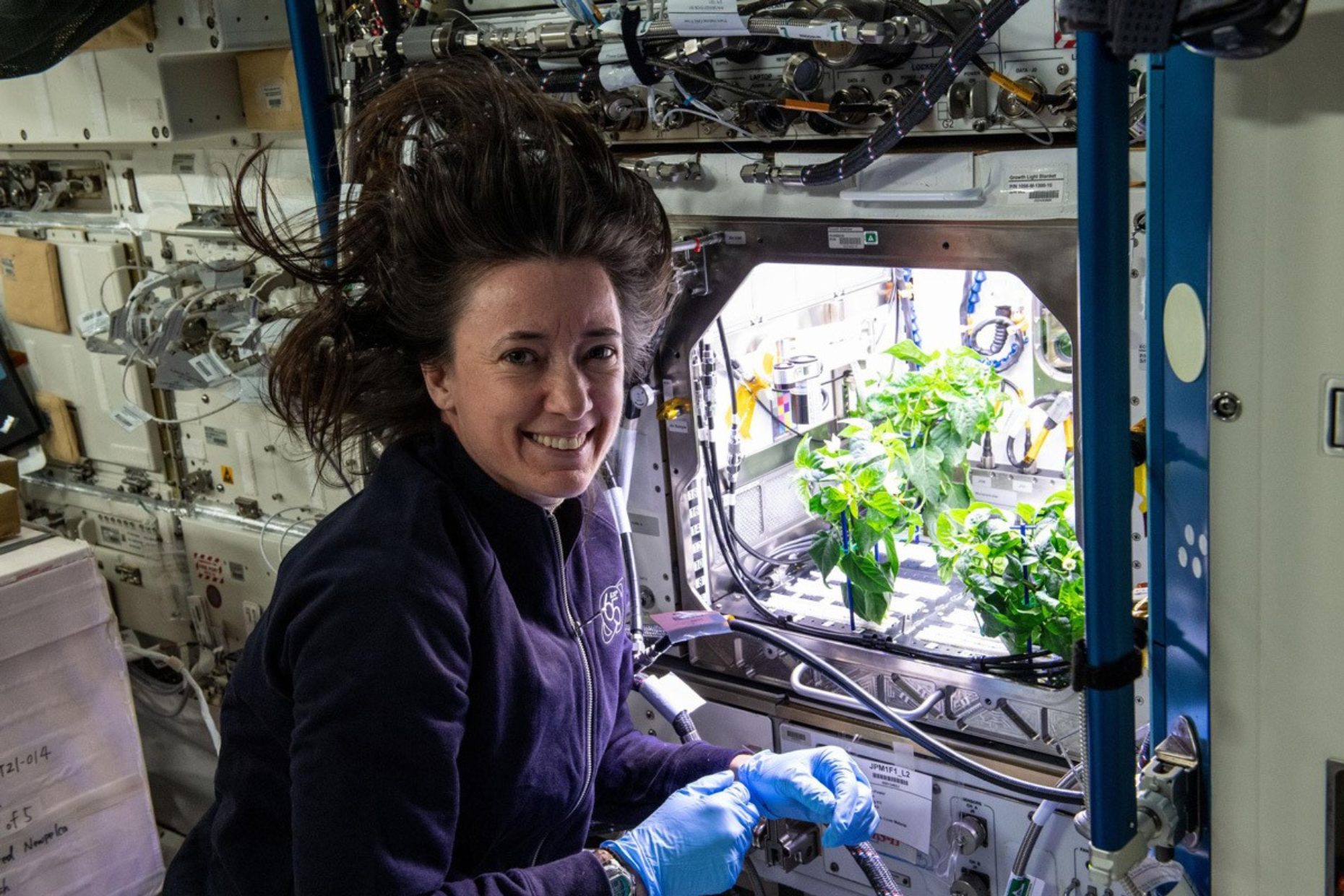 Меган МакАртур, астронавт НАСА, растит перцы
