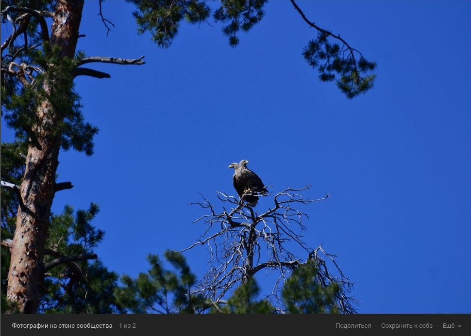 В Самарской области в объектив фотокамеры попал живой двуглавый орел