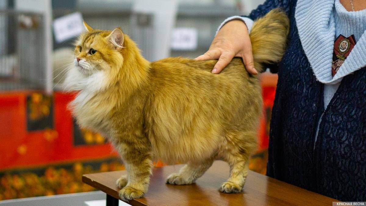 Купить кошку в кемерово. Выставка кошек. Выставка сибирских кошек. Выставка кошек Сибирские кошки. Выставка кошек в Москве 2022.