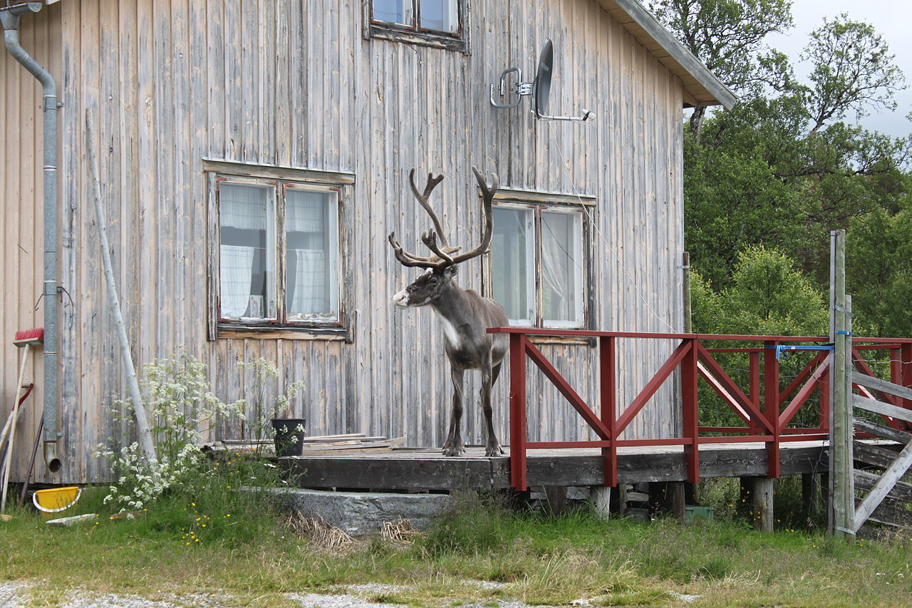 Северный олень на крыльце дома в саамской деревне Миттадален (Швеция). 2012 год