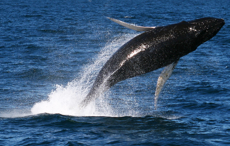 Король новозеландского народа маори потребовал признать китов личностями