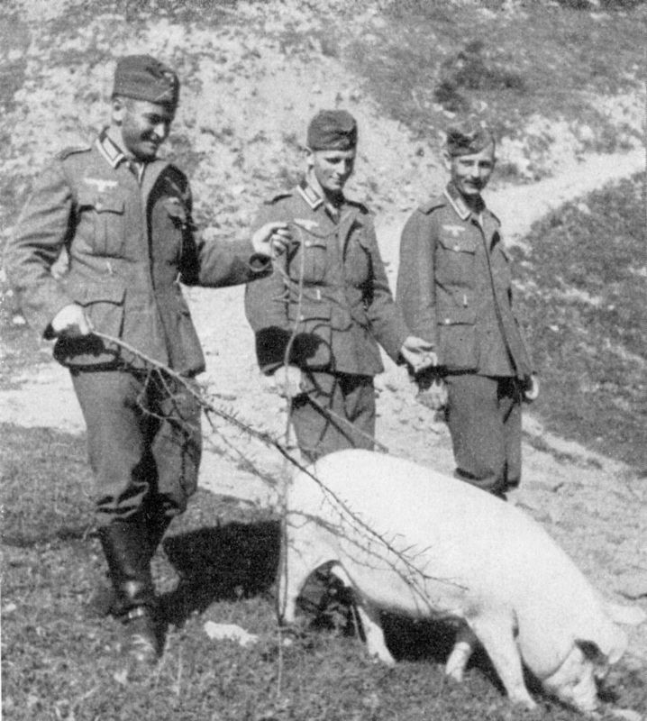 Трое немецких солдат пасут свинью в оккупированном польском селе