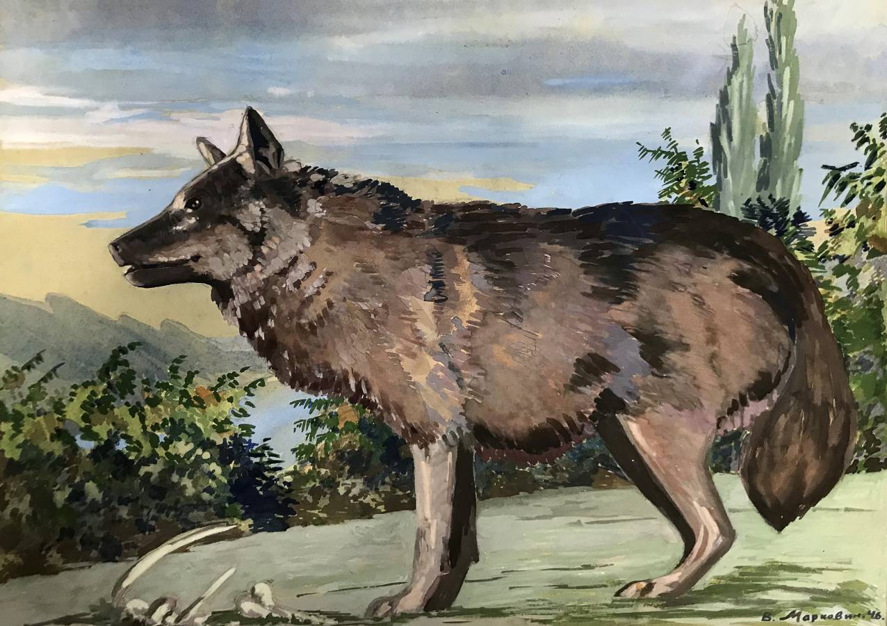 Владимир Марковин. Шакал. 1946