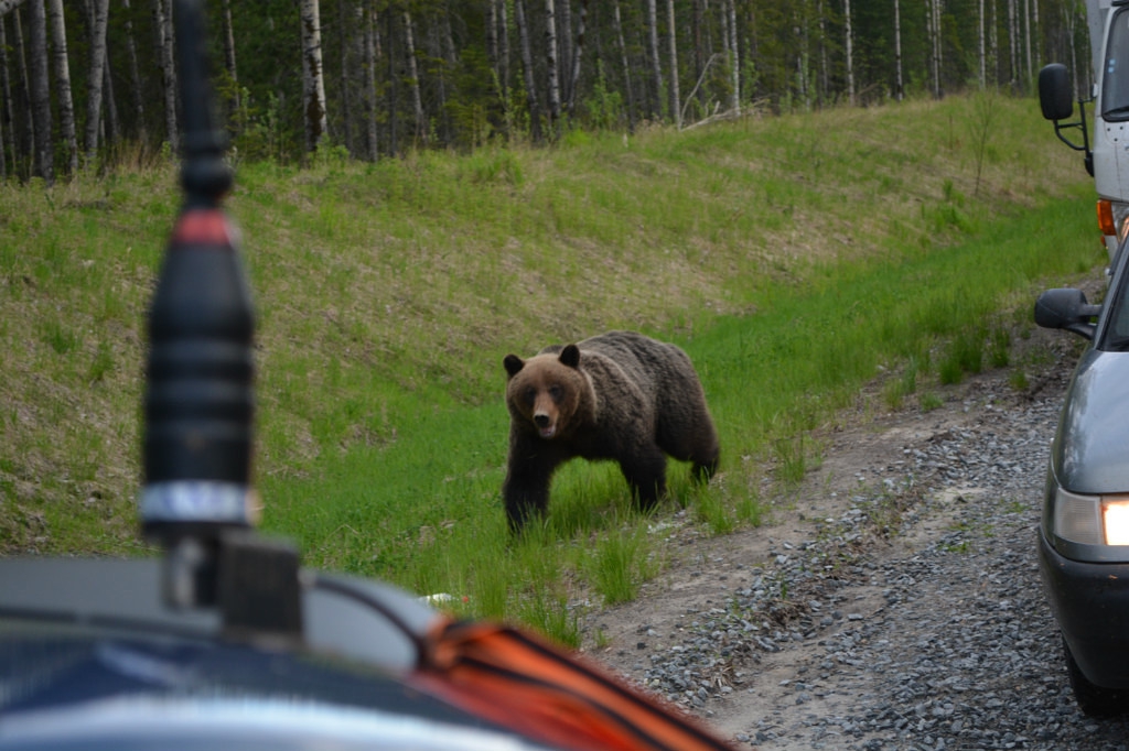 На Камчатке медведи терроризируют жителей поселка