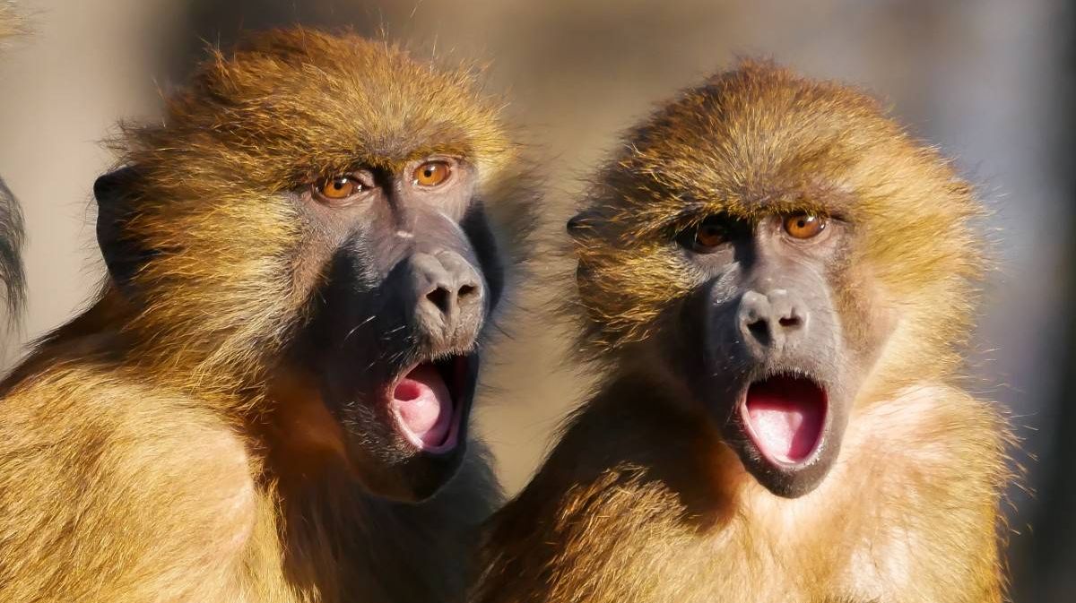 Две обезьяны