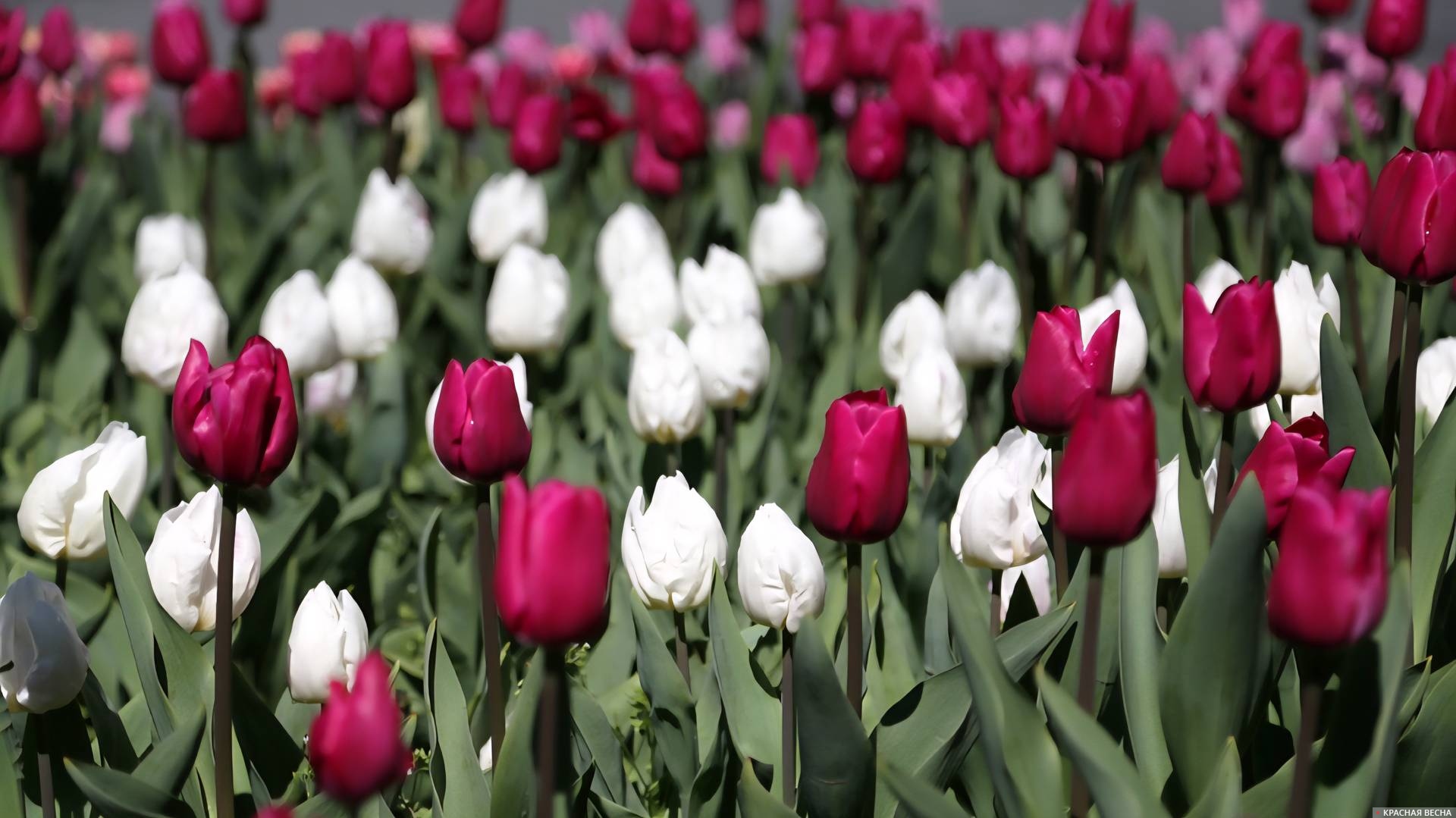 Тюльпаны в Севастополе 