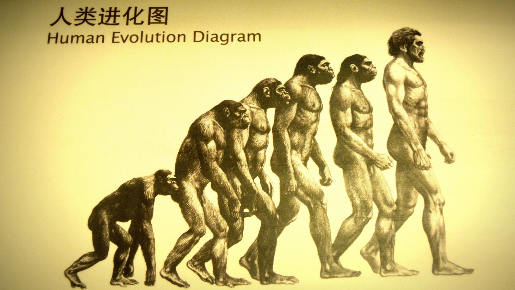 Схема эволюции человека
