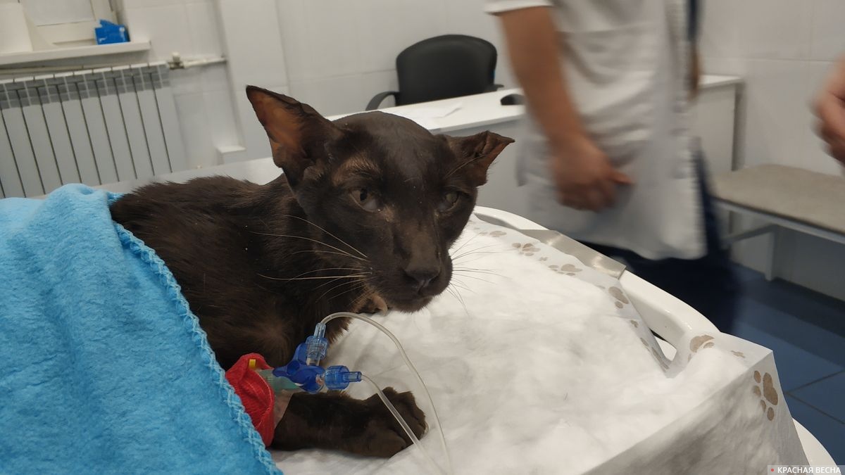 Кот в ветеринарной клинике