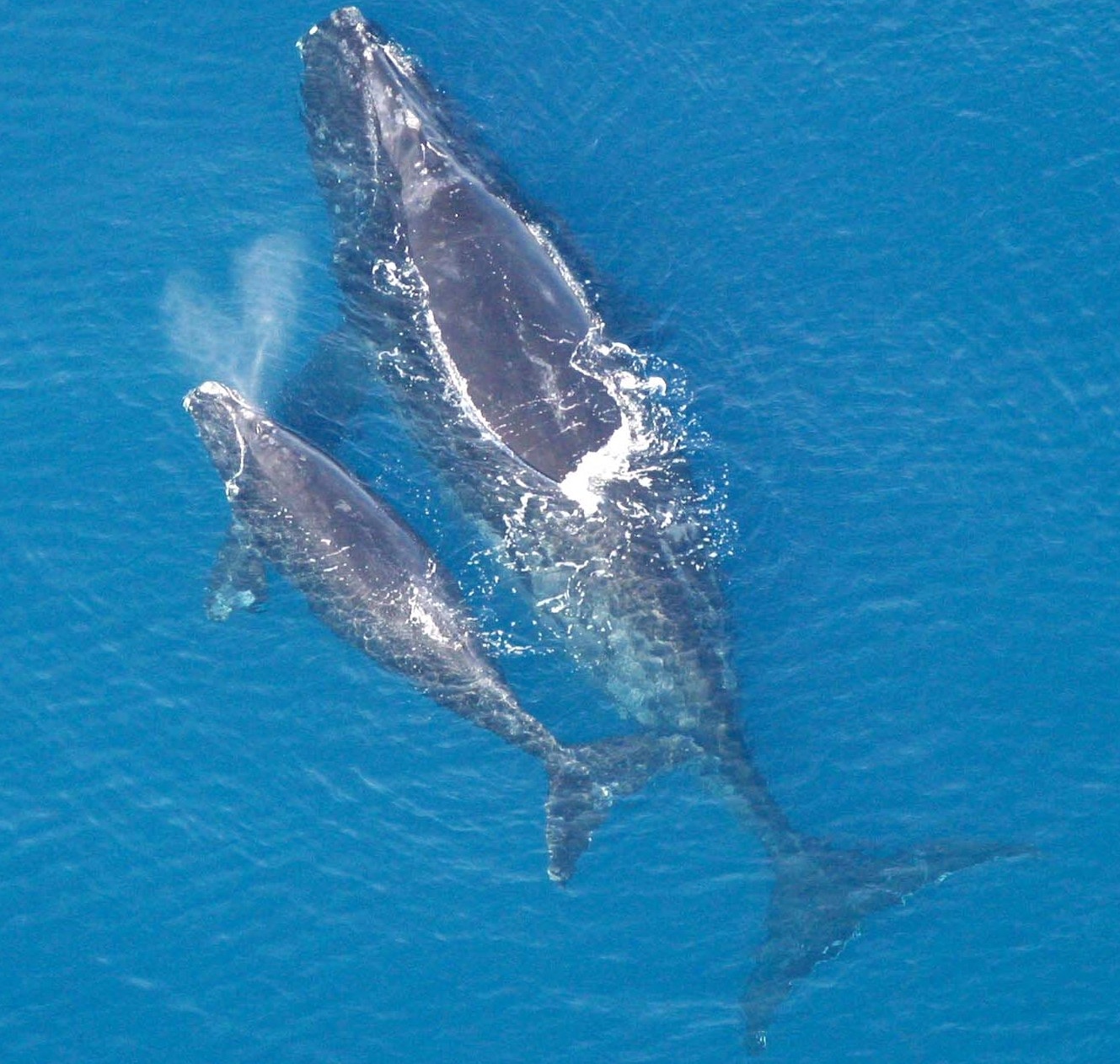 Североатлантические киты