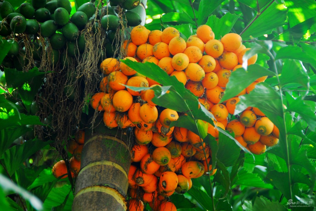 плоды бетелевой пальмы