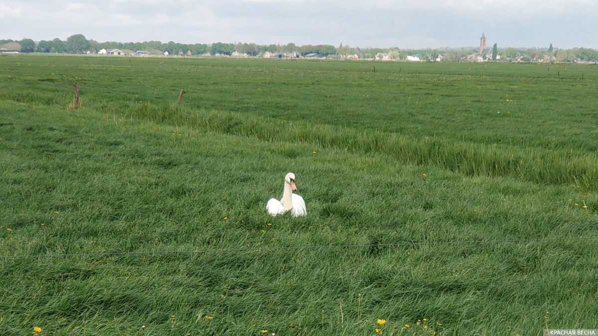 Дикий лебедь на голландских полях